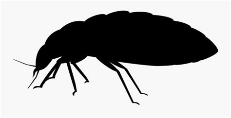 Bed Bug Removal Jiminey Kricket Exterminating Silhouette Punaise De