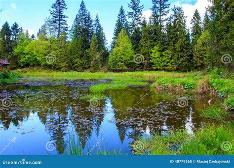 Forest Pond Stock Image Image Of Green Ponds Landscape 40779265