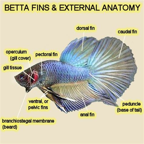 Bettas Anatomy