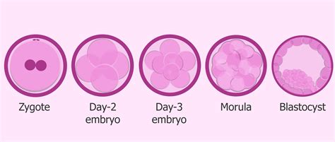 Differences Between Human Zygote Embryo And Fetus