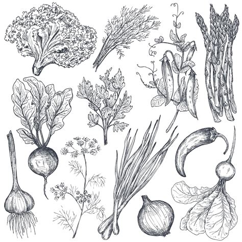 Premium Vector Set Of Hand Drawn Vector Farm Vegetables And Herbs In