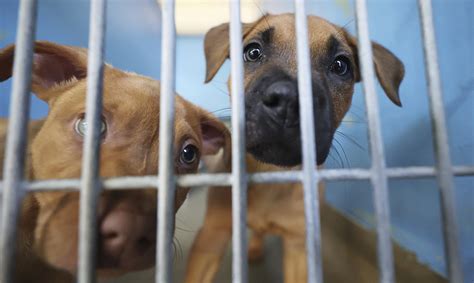 Inflation Higher Rents To Blame For Crowding At Orange County Animal