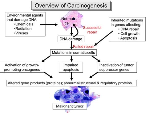 The Biology Of Cancer