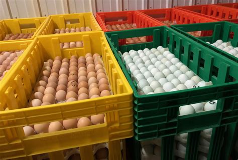 Murray Mcmurray Hatchery Serving Up Eggs To Iowans In Need Issuewire