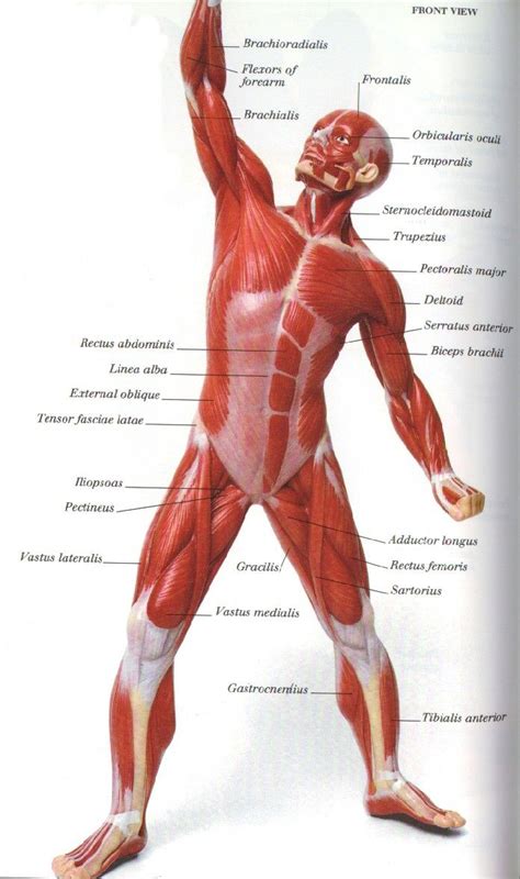 Leg Muscles Diagram Simple Muscles Of The Leg And Foot Classic
