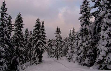 Norway Winter Forest Wallpapers Wallpaper Cave