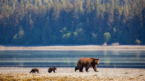 Biden Plans To Restore Protections To Tongass National Forest In Alaska