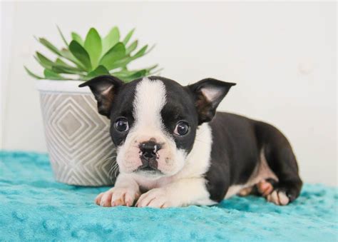 Check spelling or type a new query. Brindle Boston Terrier Puppies For Sale Near Me - Pets Lovers