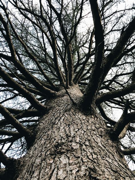 Tall Leafless Tree Growing In Park · Free Stock Photo