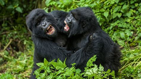 How Do Gorillas Fight How Do Silverback Gorillas Fight Silverback Fight