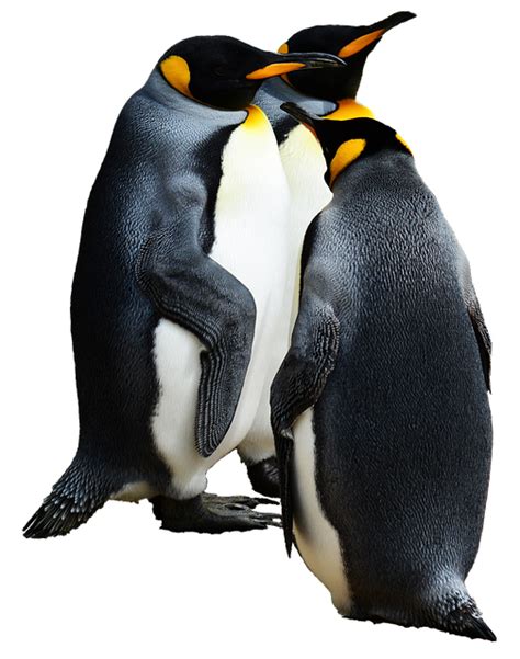 Penguin King Bird · Free Photo On Pixabay