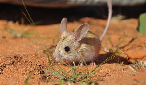Endangered Dusky Mouse Protected By Dingoes Australian Geographic