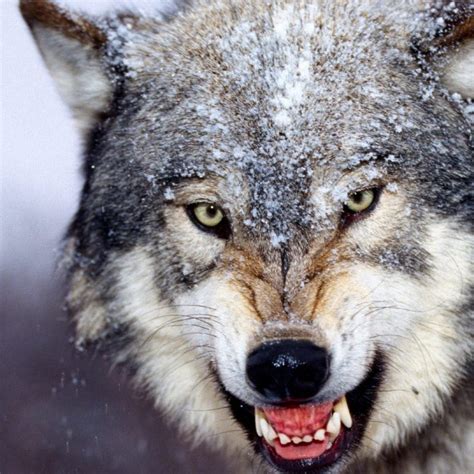 10 New Wolf Wallpaper Hd 1080p Full Hd 1920×1080 For Pc Background 2021