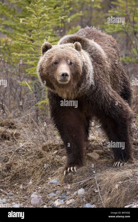 A Grizzly Bear In Banff National Park In Alberta Canada Stock Photo Alamy