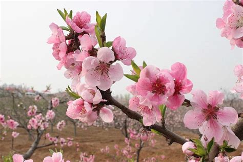 Cherry Blossom Real Sakura Cherry Blossom The Real Sakura Cherry