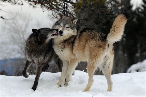 Wolves Kissing Photograph By Jacki Pienta
