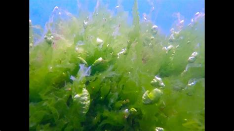 Alga Verde Laptucă De Mare Ulva Sp Eliberând Oxigen Youtube