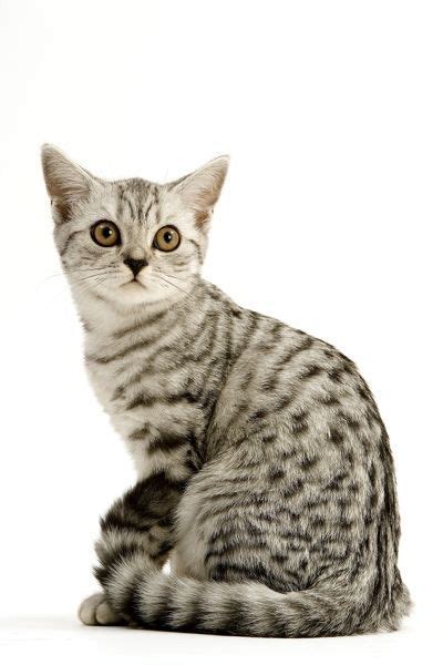 Cat British Shorthair Silver Spotted Tabby Kitten Sitting Photos