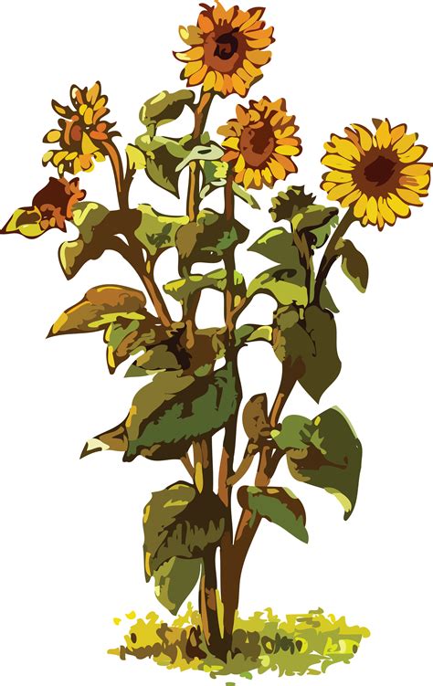 Sunflower Plant Clipart Images
