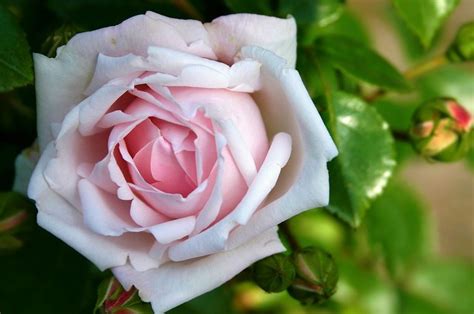 Gambar mawar media tissu galon 50 Gambar Bunga Mawar, Terlengkap 2017! (Warna Putih, Ungu ...