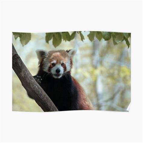 Cute Red Panda Poster For Sale By Sophiehueper Redbubble