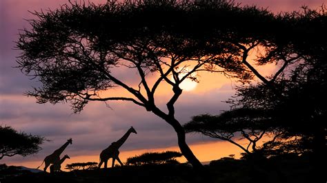 African Safari Sunset Wallpaper
