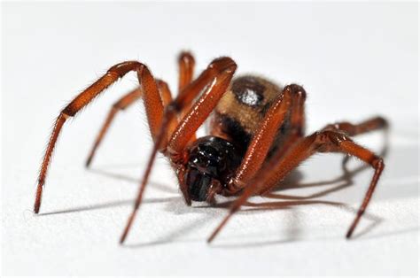 Warning Issued As Uks Most Venomous Spiders Invade Kent Homes Kent Live