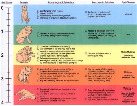 Assess A Canines Pain Level Ivapm