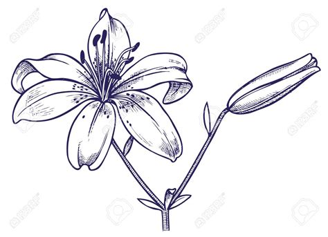 Voici une petite vidéo pour vous aider à faire du dessin d'observation sur le sujet de la fleur.bon visionnement! Afficher l'image d'origine | Dessin fleur, Dessin ...