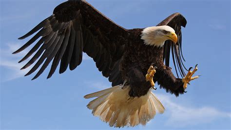 Bald Eagle Attack With Strong Sharp Claws Desktop Wallpaper Hd For