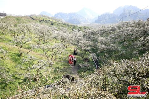 Khám Phá Nét đẹp Lãng Mạn Vườn Hoa Mận đẹp ở Mộc Châu Với đồi Hoa Mận Bao Phủ
