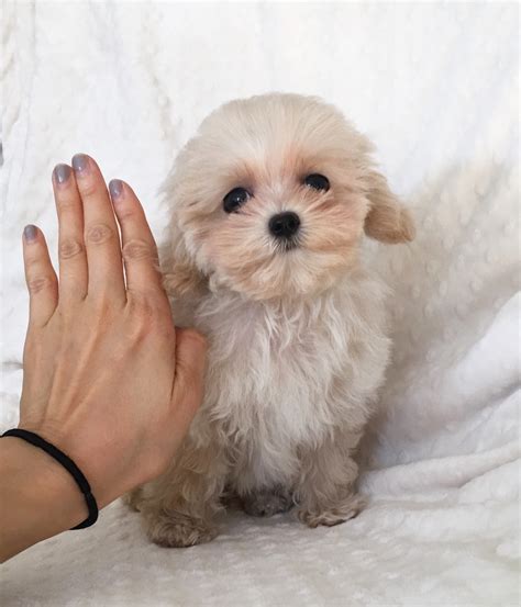 Teacup Maltipoo Puppy For Sale Light Apricot Iheartteacups
