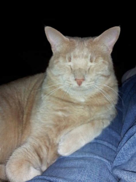 Anywhere our fur family, make their homes! Sandi is content. | Animals, Creature comforts, Cats