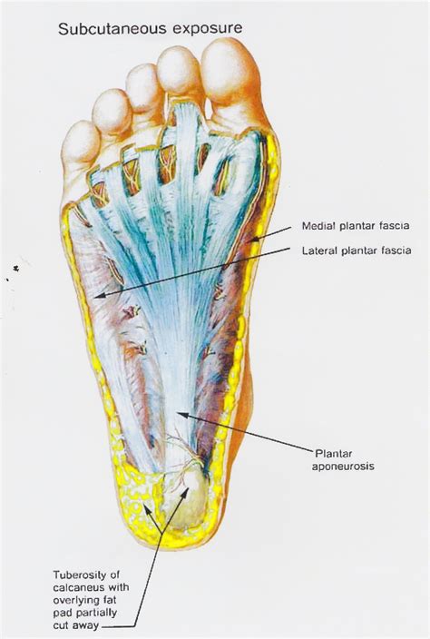 Anatomy Of Plantar Foot Vrogue Co