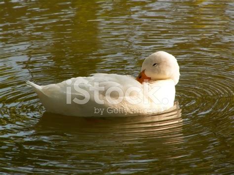 Sleeping Duck Stock Photo Royalty Free Freeimages