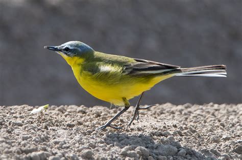 Blue Headed Wagtail By Marc Fasol Birdguides