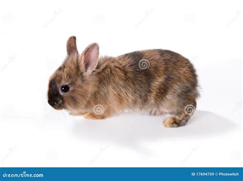 Walking Rabbit Stock Image Image Of Animals Cute Soft 17694759