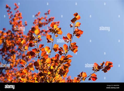 Copper Beech Leaf Hi Res Stock Photography And Images Alamy
