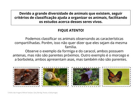 Atividades Características Dos Animais