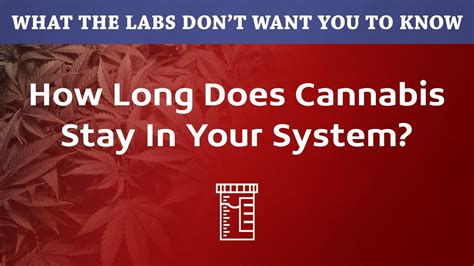 The type or strain of weed. How Long Does THC Cannabis Weed Stay In Your System - YouTube