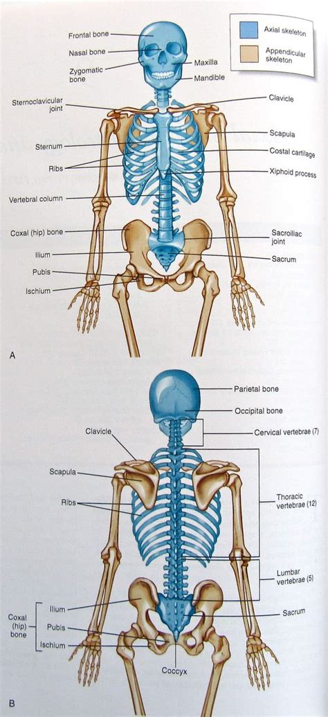 There are 80 bones in human skeleton and is distributed in 6 parts such as: Pinterest • The world's catalog of ideas