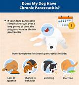 Pancreatitis In Dogs Medication Photos