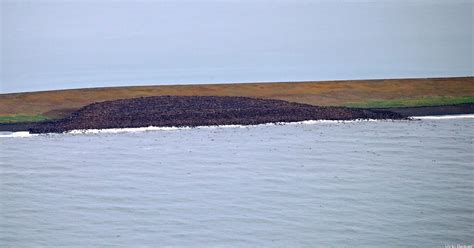 Thousands Of Pacific Walruses Again Herd Up On Alaska Coast The