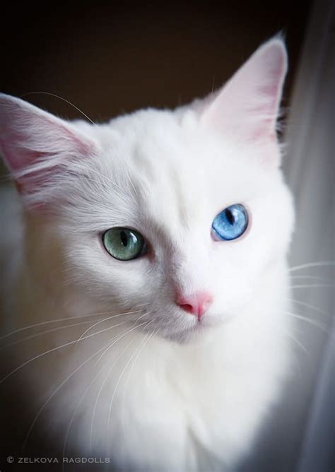 White Ragdoll Cat By Zelkova Ragdolls On 500px Ragdollcatwhite White