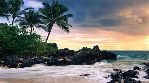 Hd Wallpaper Beach Palms Cloudy Wind Weather Palm Tree Sea