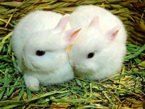 Lovely Cute Awesome Rabbit Images ~ Allfreshwallpaper