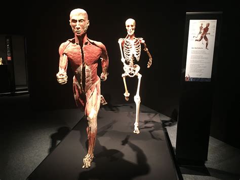 World Renowned Exhibition Body Worlds Vital Coming To Slovenia