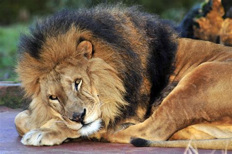 Big Cats Lions Glance Animals Lion Predator Wallpapers Hd
