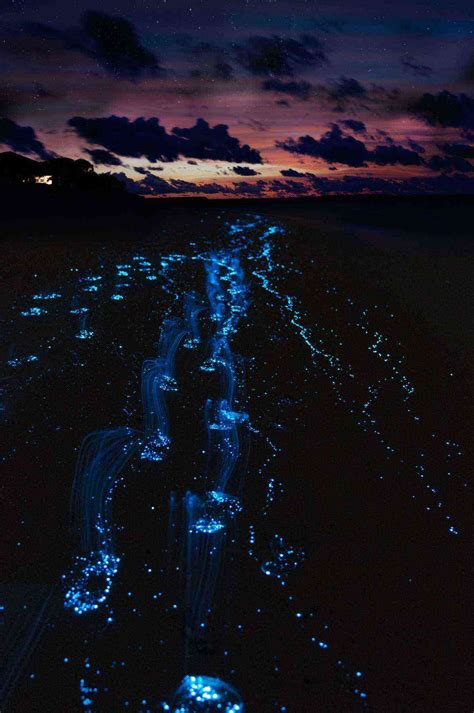 Behold Dazzling Bioluminescent Wonders Around The World Fodors