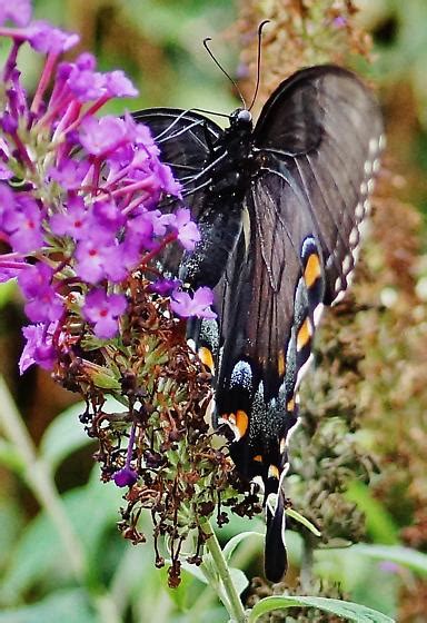 Tiger Swallowtail Dark Morph Female Pterourus Papilio Glaucus 3